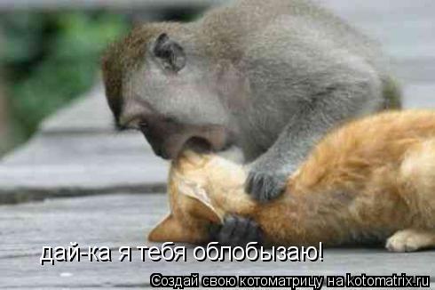 дай-ка я тебя облобызаю!... Котоматрица: дай-ка я тебя облобызаю!
