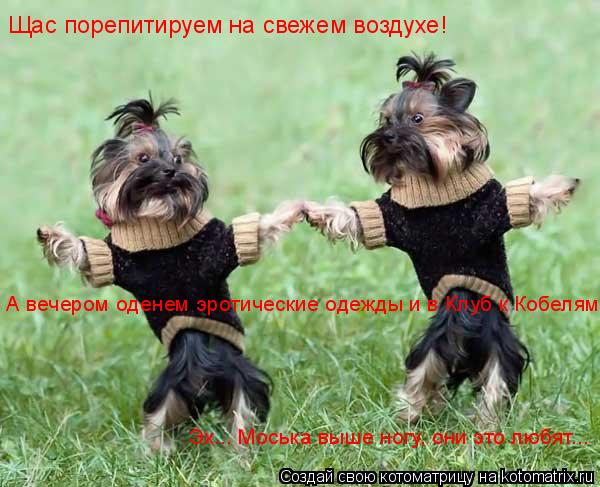 Котоматрица: Щас порепитируем на свежем воздухе! А вечером оденем эротические одежды и в Клуб к Кобелям! Эх... Моська выше ногу, они это любят...