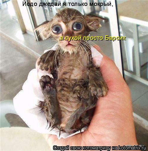 Котоматрица: Йодо джедай я только мокрый, Йодо джедай я только мокрый, а сухой просто Барсик Йодо джедай я только мокрый,