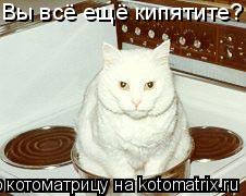 Котоматрица: Вы всё ещё кипятите?