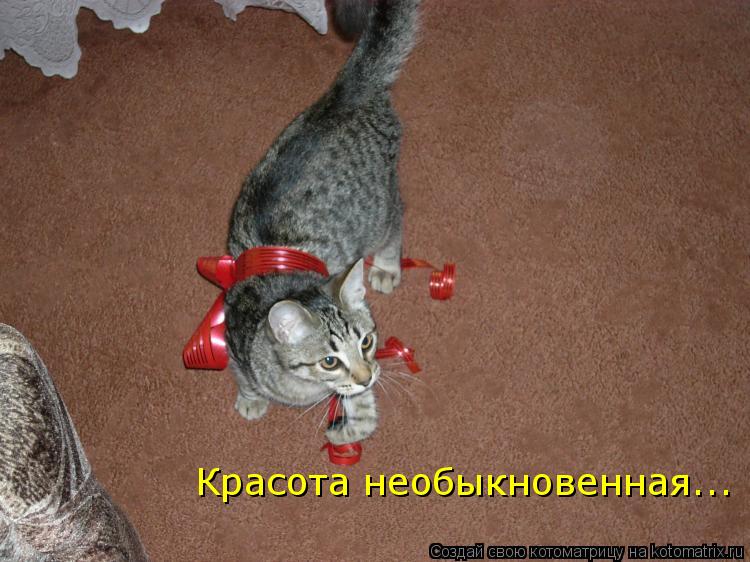 Котоматрица: Красота необыкновенная...