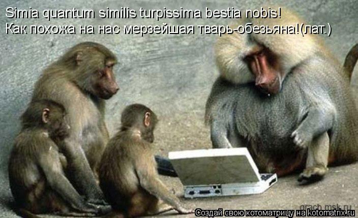 Котоматрица: Simia quantum similis turpissima bestia nobis! Как похожа на нас мерзейшая тварь-обезьяна!(лат.)