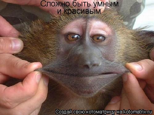 Котоматрица: Сложно быть умным и красивым