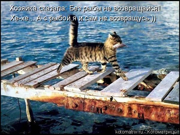 Хозяйка сказала: Без рыбы не возвращайся! Хе-хе... А с рыбой я и сам не возвращусь ))... Котоматрица: Хозяйка сказала: Без рыбы не возвращайся! Хе-хе... А с рыбой я и сам не возвращусь ))