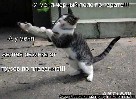 -У меня черный пояс по карате!!! -А у меня желтая резинка от трусов по плаванию!!!... Котоматрица: -У меня черный пояс по карате!!! -А у меня желтая резинка от трусов по плаванию!!!