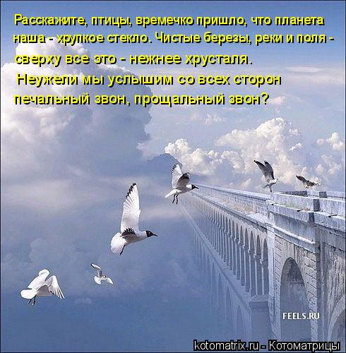 Котоматрица: Расскажите, птицы, времечко пришло, что планета наша - хрупкое стекло. Чистые березы, реки и поля - сверху все это - нежнее хрусталя. Неужели м