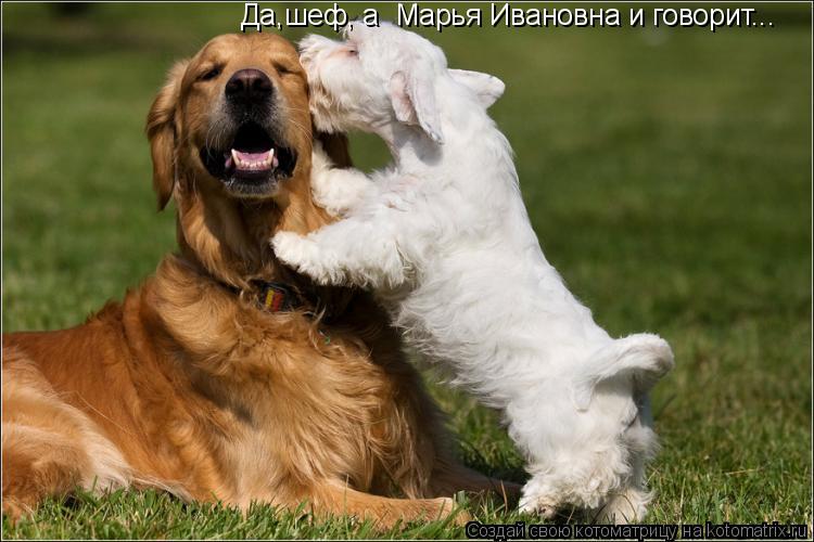 Котоматрица: Да,шеф, а  Марья Ивановна и говорит...