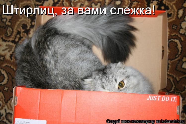 Котоматрица: Штирлиц, за вами слежка!