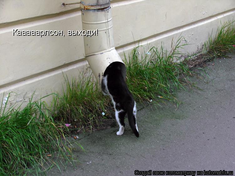 Котоматрица: Кааааарлсон, выходи!