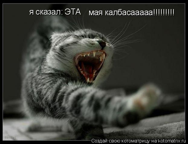Котоматрица: мая калбасааааа!!!!!!!!! я сказал: ЭТА