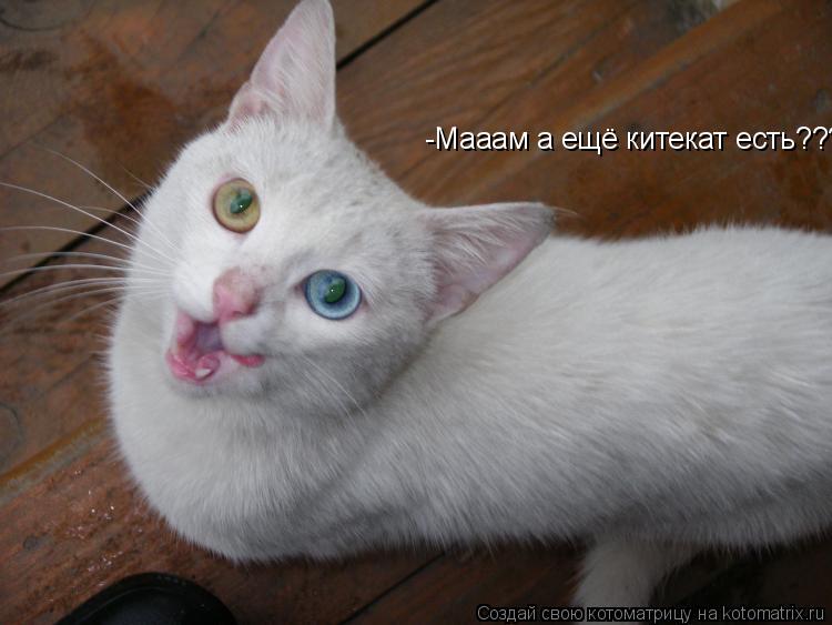 -Мааам а ещё китекат есть?????... Котоматрица: -Мааам а ещё китекат есть?????