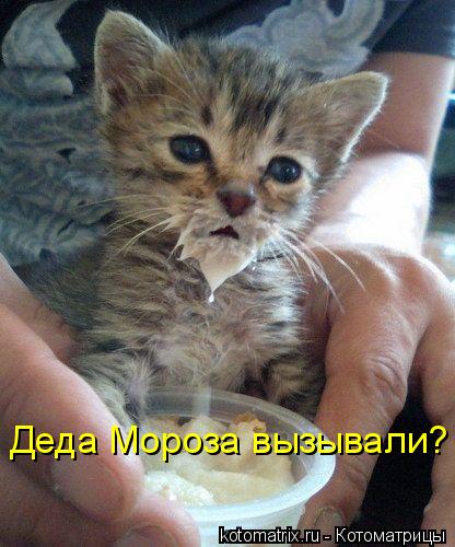 Котоматрица: Деда Мороза вызывали?