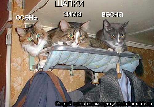 ШАПКИ зима осень весна... Котоматрица: ШАПКИ зима осень весна