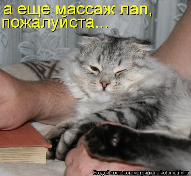 Котоматрица: а еще массаж лап,  пожалуйста...
