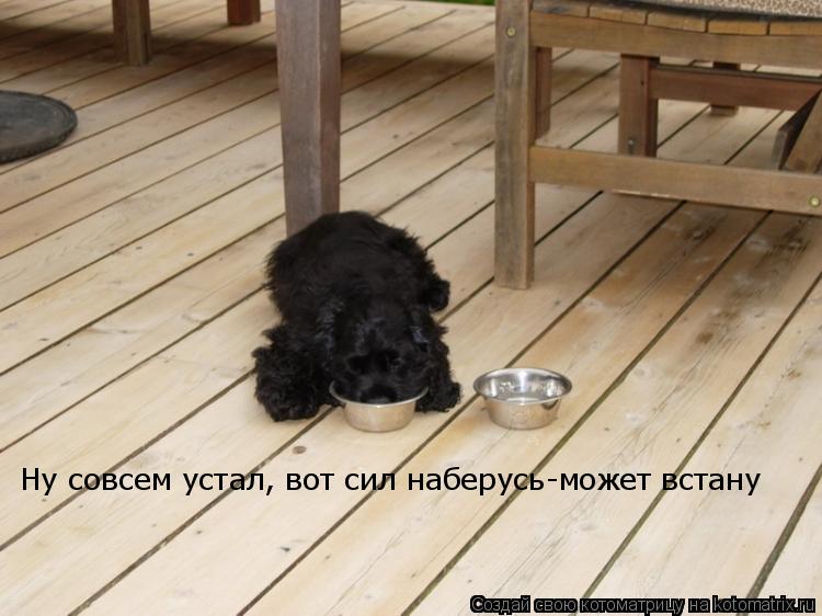 Котоматрица: Ну совсем устал, вот сил наберусь-может встану