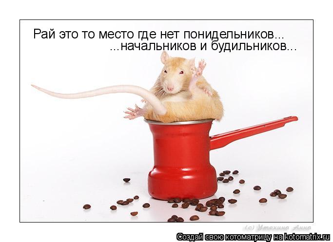 Котоматрица: Рай это то место где нет понидельников... ...начальников и будильников...