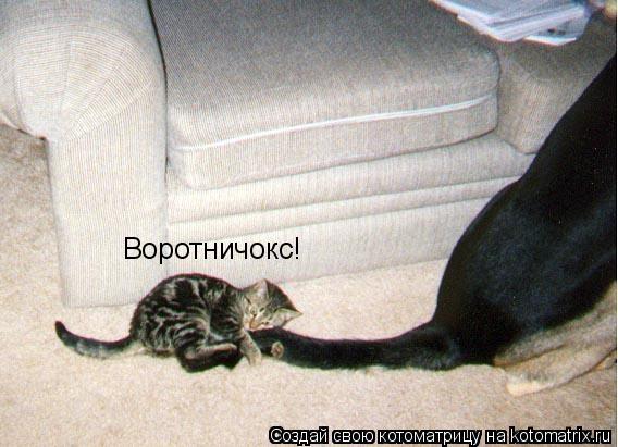 Воротничокс!... Котоматрица: Воротничокс!