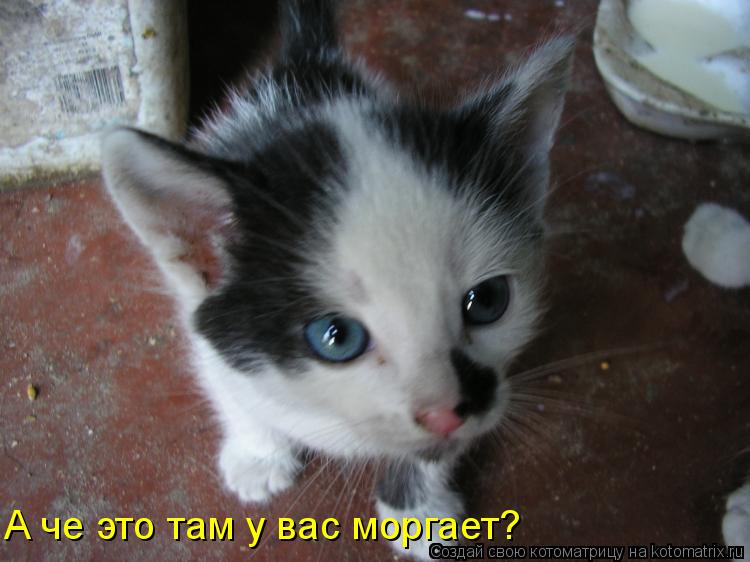 А че это там у вас моргает?... Котоматрица: А че это там у вас моргает?