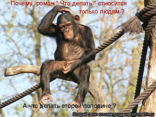 Котоматрица: Почему  роман " Что делать " относится только людям ? А что делать второй половине ?