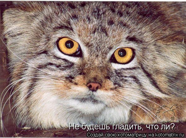 Котоматрица: Не будешь гладить, что ли?
