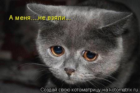 Котоматрица: А меня....не взяли...
