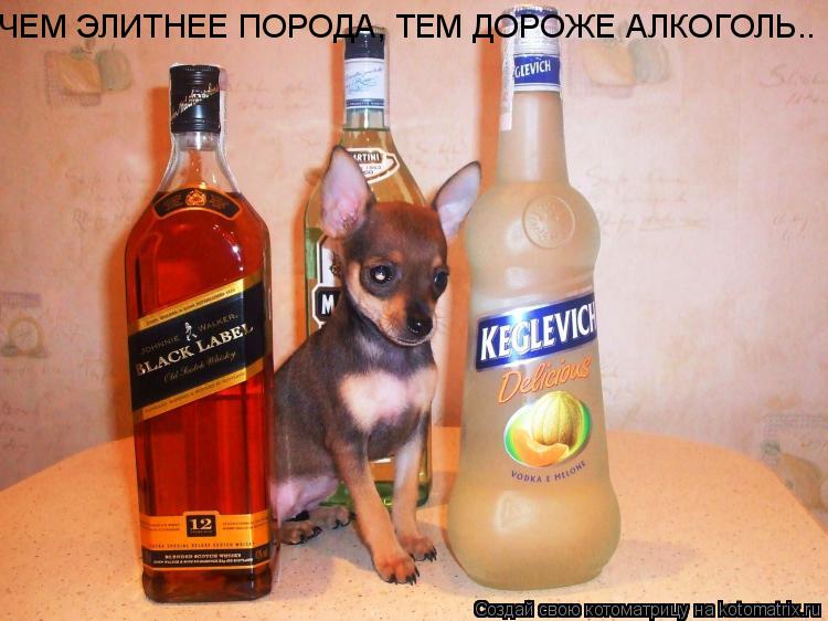 ЧЕМ ЭЛИТНЕЕ ПОРОДА, ТЕМ ДОРОЖЕ АЛКОГОЛЬ..... Котоматрица: ЧЕМ ЭЛИТНЕЕ ПОРОДА, ТЕМ ДОРОЖЕ АЛКОГОЛЬ..