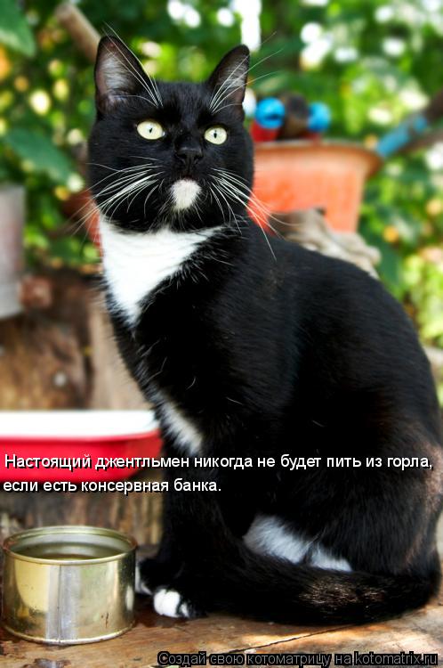 Котоматрица: Настоящий джентльмен никогда не будет пить из горла,  если есть консервная банка.