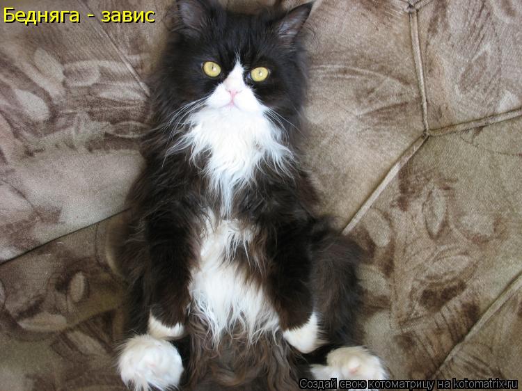 Котоматрица: Бедняга - завис  Бедняга - завис