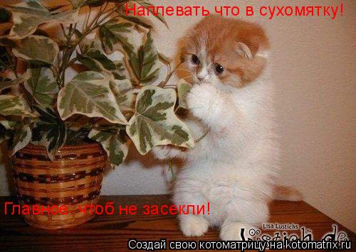 Котоматрица: Наплевать что в сухомятку! Главное: чтоб не засекли!