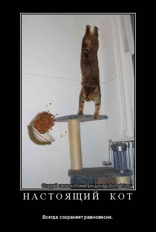 Котоматрица: Н А С Т О Я Щ И Й     К О Т 