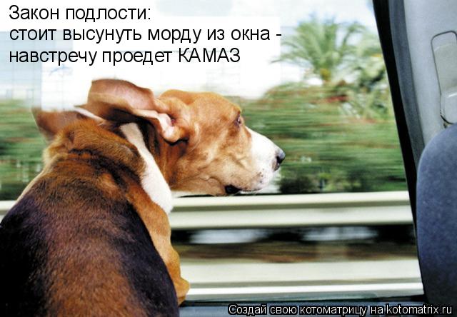 Закон подлости: стоит высунуть морду из окна - навстречу проедет КАМАЗ... Котоматрица: Закон подлости: стоит высунуть морду из окна - навстречу проедет КАМАЗ