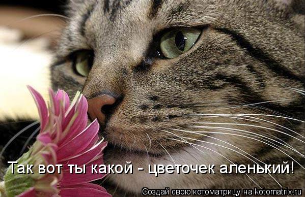 Так вот ты какой - цветочек аленький!... Котоматрица: Так вот ты какой - цветочек аленький!