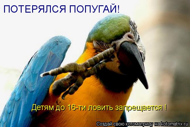 ПОТЕРЯЛСЯ ПОПУГАЙ! Детям до 16-ти ловить запрещается !... Котоматрица: ПОТЕРЯЛСЯ ПОПУГАЙ! Детям до 16-ти ловить запрещается !