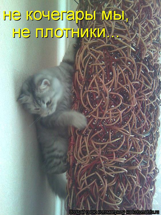 Котоматрица: не кочегары мы,  не плотники...