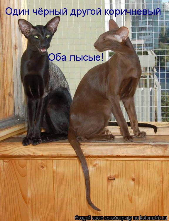 Котоматрица: Один чёрный другой коричневый Оба лысые!