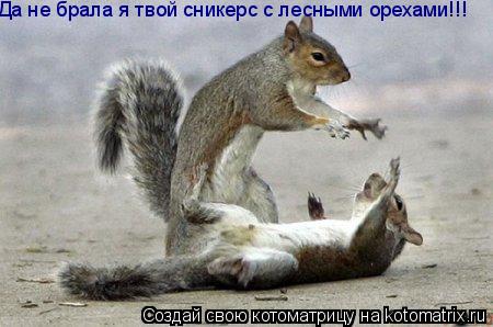 Котоматрица: Да не брала я твой сникерс с лесными орехами!!!