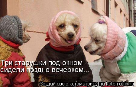 Три старушки под окном сидели поздно вечерком...... Котоматрица: Три старушки под окном сидели поздно вечерком...