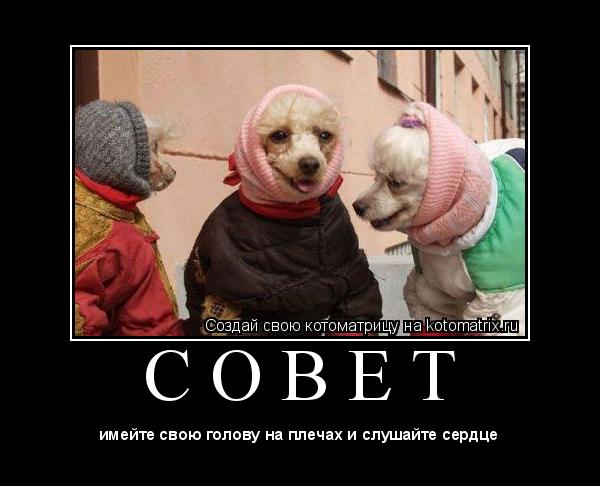 Котоматрица: С О В Е Т 