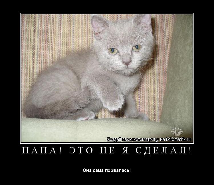 Котоматрица: П А П А !   Э Т О   Н Е   Я   С Д Е Л А Л ! 