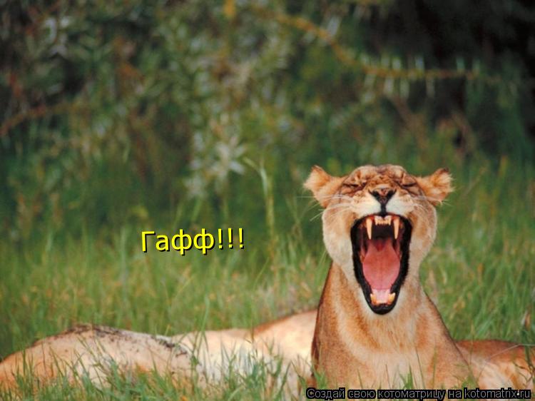 Гафф!!!... Котоматрица: Гафф!!!