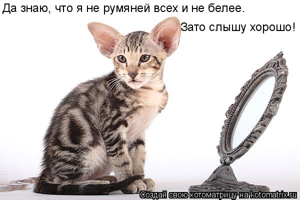 Котоматрица: Зато слышу хорошо! Да знаю, что я не румяней всех и не белее.