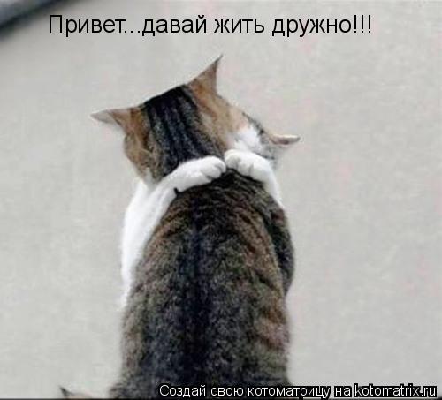 Котоматрица: Привет...давай жить дружно!!!