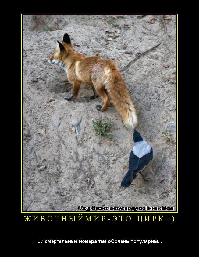 Ж И В О Т Н Ы Й М И Р - Э Т О Ц И Р К = ) ... Котоматрица: Ж И В О Т Н Ы Й М И Р - Э Т О Ц И Р К = )