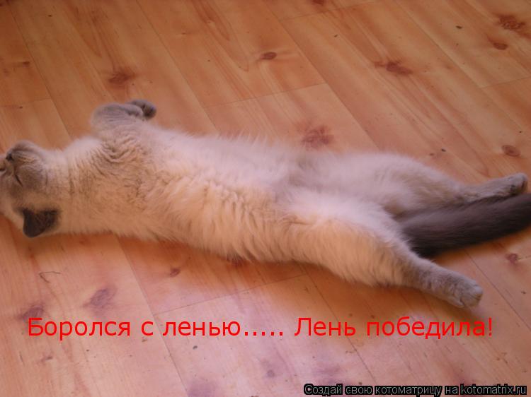 Боролся с ленью..... Лень победила!... Котоматрица: Боролся с ленью..... Лень победила!