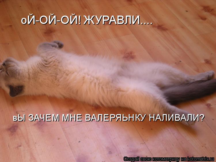 Котоматрица: оЙ-ОЙ-ОЙ! ЖУРАВЛИ.... вЫ ЗАЧЕМ МНЕ ВАЛЕРЯЬНКУ НАЛИВАЛИ?