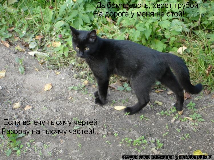 Котоматрица: Дыбом шерсть, хвост трубой, Дыбом шерсть, хвост трубой, На дороге у меня не стой! Если встечу тысячу чертей -  Разорву на тысячу частей!..