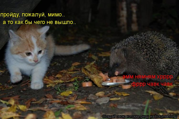 Котоматрица: пройду, пожалуй, мимо.. а то как бы чего не вышло.. амм нямням хрррр  фррр чавк чавк