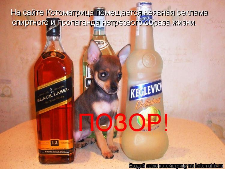 На сайте Котоматрица помещается неявная реклама спиртного и пропаганда нетрезвого образа жизни. ПОЗ... Котоматрица: На сайте Котоматрица помещается неявная реклама спиртного и пропаганда нетрезвого образа жизни. ПОЗОР!