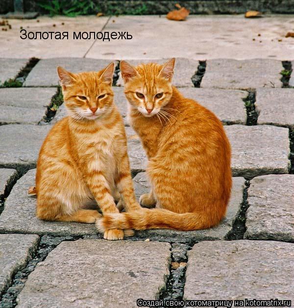 Золотая молодежь... Котоматрица: Золотая молодежь