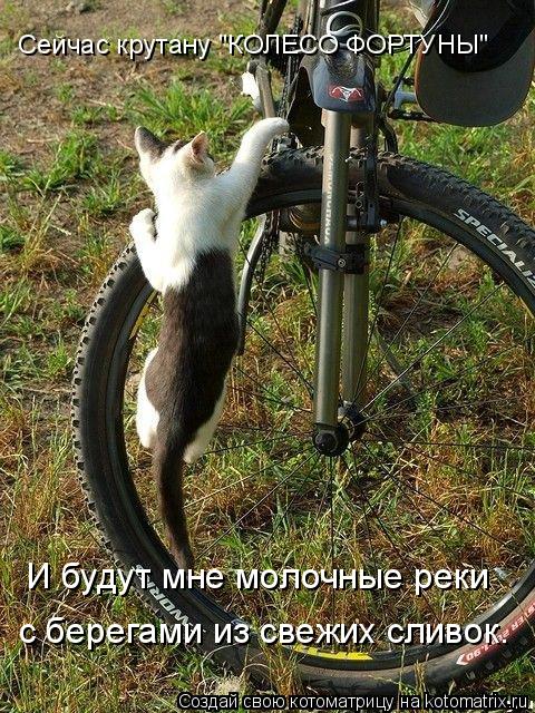 Котоматрица: Сейчас крутану "КОЛЕСО ФОРТУНЫ" И будут мне молочные реки с берегами из свежих сливок.